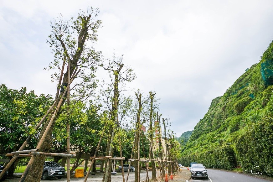 樟樹大道坐落在較避風的育樂館旁